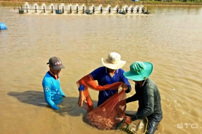 Sóc Trăng: Vụ nuôi tôm 2017 - thành công hơn mong đợi