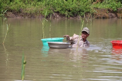 Nuôi sò huyết trong vuông tôm