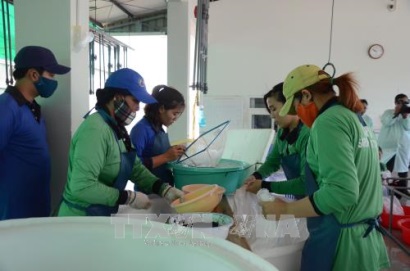 Nhiều khó khăn trong kiểm soát chất lượng con giống thủy sản