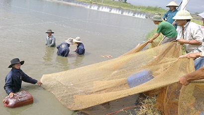 Bà Rịa - Vũng Tàu: Sản lượng đánh bắt, nuôi trồng thủy hải sản tăng