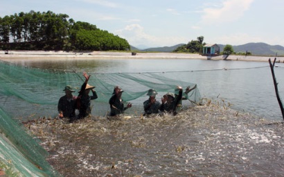 Chống bơm tạp chất vào tôm: Làm "sạch" ngành tôm, phục vụ xuất khẩu