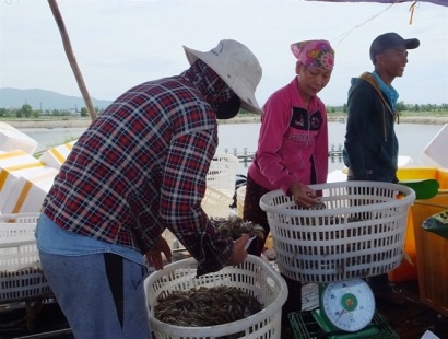 Vùng biển miền Trung sôi động trở lại: Nuôi tôm hồi sinh