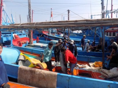 Bão số 16 khiến nhiều tàu đánh bắt cá ngừ đại dương thua lỗ nặng