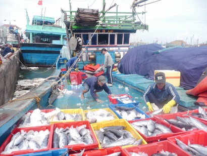 Trúng đậm cá ngừ, đầu năm ngư dân hăng hái ra khơi đánh bắt trái vụ