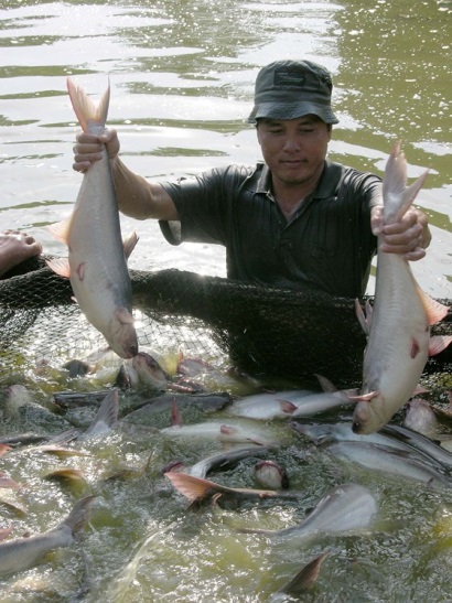 Người nuôi cá tra ở ĐBSCL thắng lớn