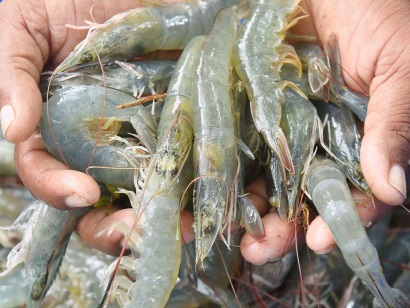 Ấn Độ: Giá tôm dự kiến tăng cuối tháng 12/2017