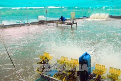 Nuôi tôm "sạch" đem lại hiệu quả cao ở Mỹ Xuyên
