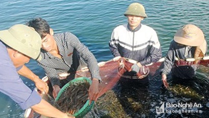 Nghệ An: Nuôi tôm đạt giá trị hơn 658 tỷ đồng