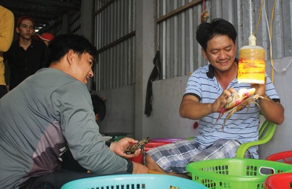 Cà Mau: Tín hiệu đáng mừng cho “con cua Năm Căn”