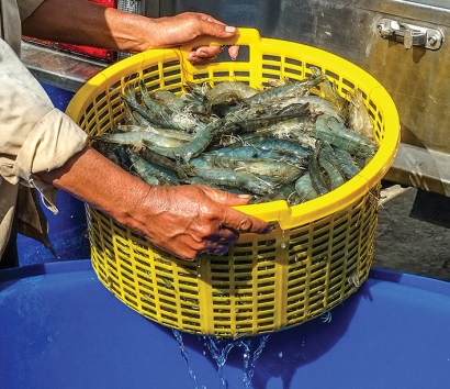 Nâng cao giá trị con tôm