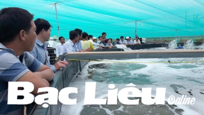Hòa Bình (Bạc Liêu): Tham quan mô hình nuôi tôm siêu thâm canh