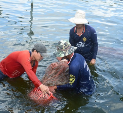 Nâng tầm giá trị tôm Cà Mau