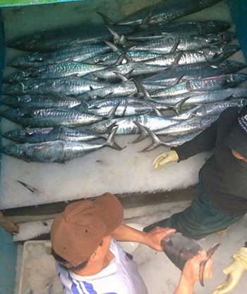 Ngư dân Hà Tĩnh trúng đậm mẻ cá thu