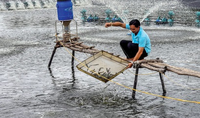 Cái Nước (Cà Mau): Hướng tới phát triển vùng nuôi tôm siêu thâm canh tập trung 500ha