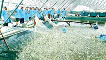 Phố nhà kính của… tôm