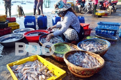 Bình Định: Xuất hành đầu năm, ngư dân trúng đậm mực ống