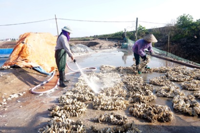 Ninh Bình: Phát triển sản xuất hàu giống ở Kim Trung