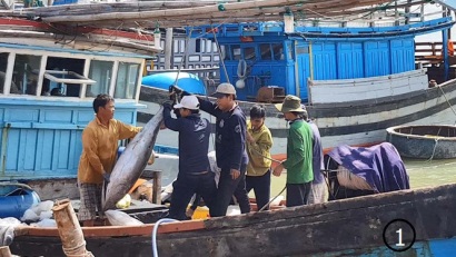 Ngư dân trúng cá ngừ đại dương, cá cơm