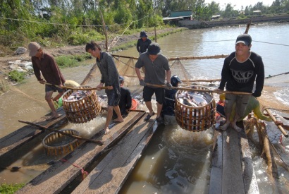 Giá cá tra cao kỷ lục, nông dân rất phấn khởi