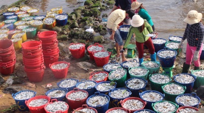 Ngư dân miền Trung trúng ‘đậm’ vụ cá đầu năm