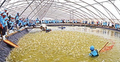 Khát vọng tự chủ tôm Việt