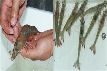 Bạc Liêu: Kiểm tra, kiểm dịch hơn 400 triệu con tôm giống