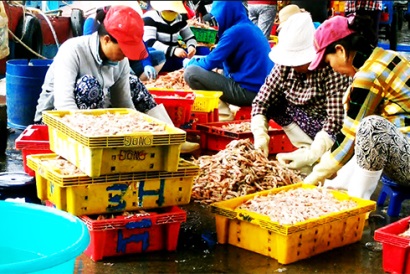 Khánh Hòa: Ngư dân Vĩnh Lương trúng mùa tôm biển