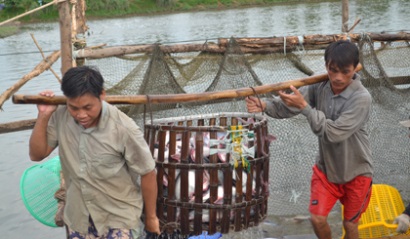 Khan hiếm cá tra nguyên liệu