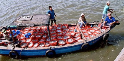 Bình Thuận: Đầu năm ngư dân trúng mùa cá cơm