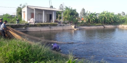 Hải Phòng: Liên kết nuôi cá rô phi theo VietGAP gắn tiêu thụ sản phẩm