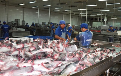 Lo lắng cá tra giống