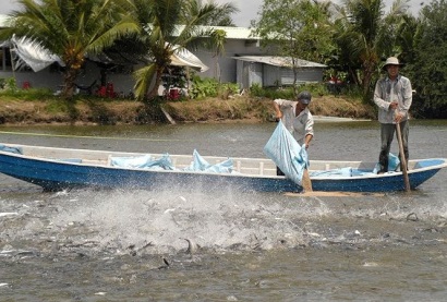 Cá tra Việt Nam đang chịu “một cổ hai tròng”