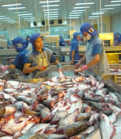 Lý do giúp cá tra tăng giá kỷ lục từ trước đến nay