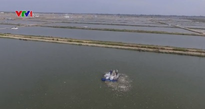 Rà soát lại diện tích thả nuôi cá tra ở đồng bằng sông Cửu Long