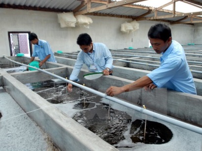 Chủ động ứng dụng công nghệ tiên tiến nhằm tăng năng suất sản phẩm tôm