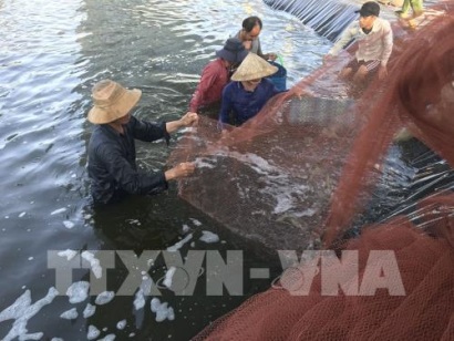 Đồng Tháp phát triển nuôi tôm thẻ chân trắng thuần ngọt