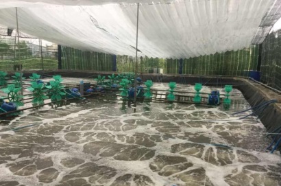 Bà Rịa Vũng Tàu: Mô hình nuôi tôm thẻ ứng dụng công nghệ cao