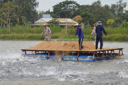 Vĩnh Long: Tăng cường liên kết chuỗi trong sản xuất và tiêu thụ cá tra