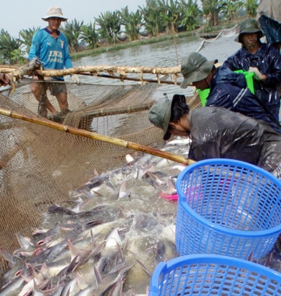 Thách thức mới với cá tra