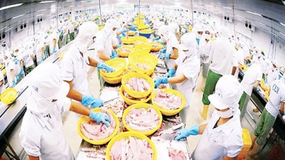 Cá tra bị áp thuế chống bán phá giá: Chủ động sản xuất, chuyển hướng xuất khẩu