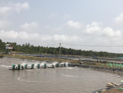 Từ Đề án thí điểm tiết kiệm điện trong nuôi tôm - Bài cuối: Nhìn từ mô hình ở Sóc Trăng