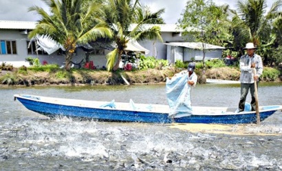 Nguy cơ thiếu hụt nguồn con giống cá tra