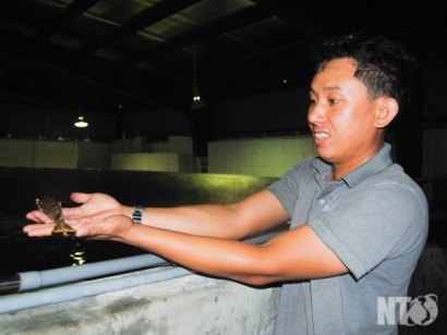 Nâng cao ‘thương hiệu’ tôm giống Ninh Thuận