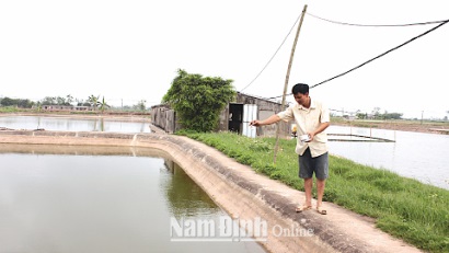 Nam Định: Phát triển nuôi tôm bền vững bằng công nghệ vi sinh