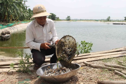 Ngành sản xuất cá tra chịu sự tác động của thời tiết