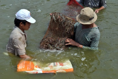 Tiền Giang: Sản lượng và diện tích nuôi thủy sản ở huyện Tân Phú Đông tăng qua từng năm