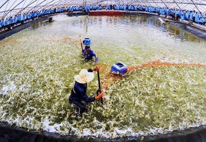 Giải quyết tại chỗ nhu cầu vốn nuôi tôm