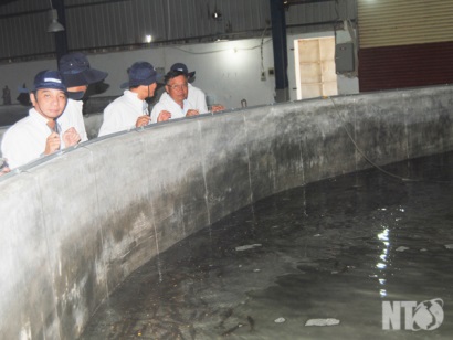 Ninh Thuận: Đẩy mạnh sản xuất tôm giống ứng dụng công nghệ cao