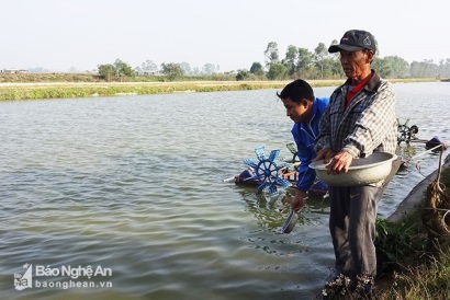 Nông dân Yên Thành nuôi cá rô phi VietGAP đạt sản lượng 20 tấn/ha