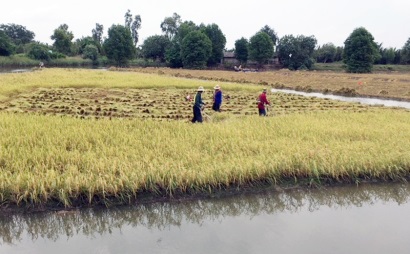 Bến Tre: Mô hình lúa - tôm: Hướng đi bền vững cho nông dân xã An Nhơn
